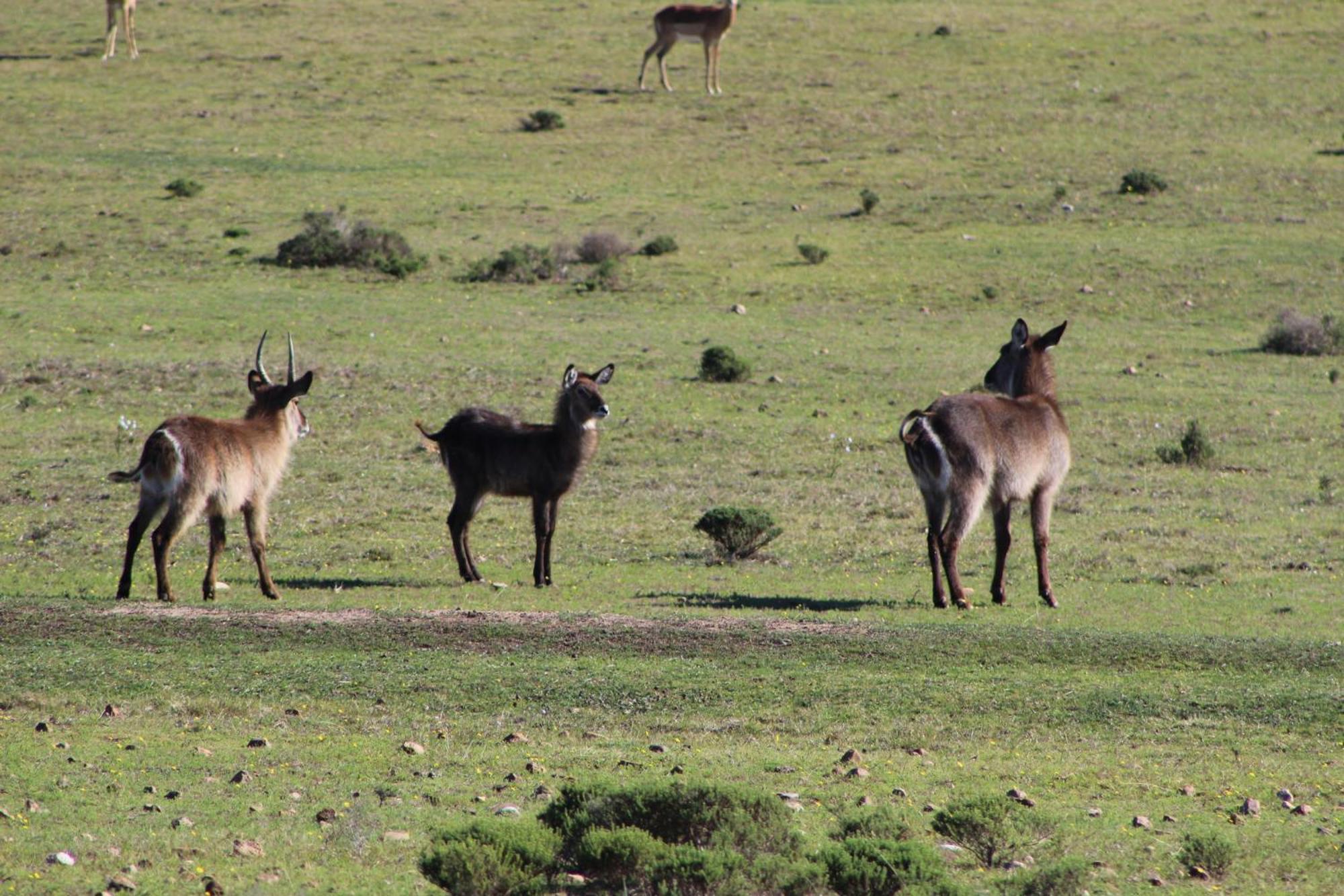 Hartenbos Private Game Lodge Екстер'єр фото