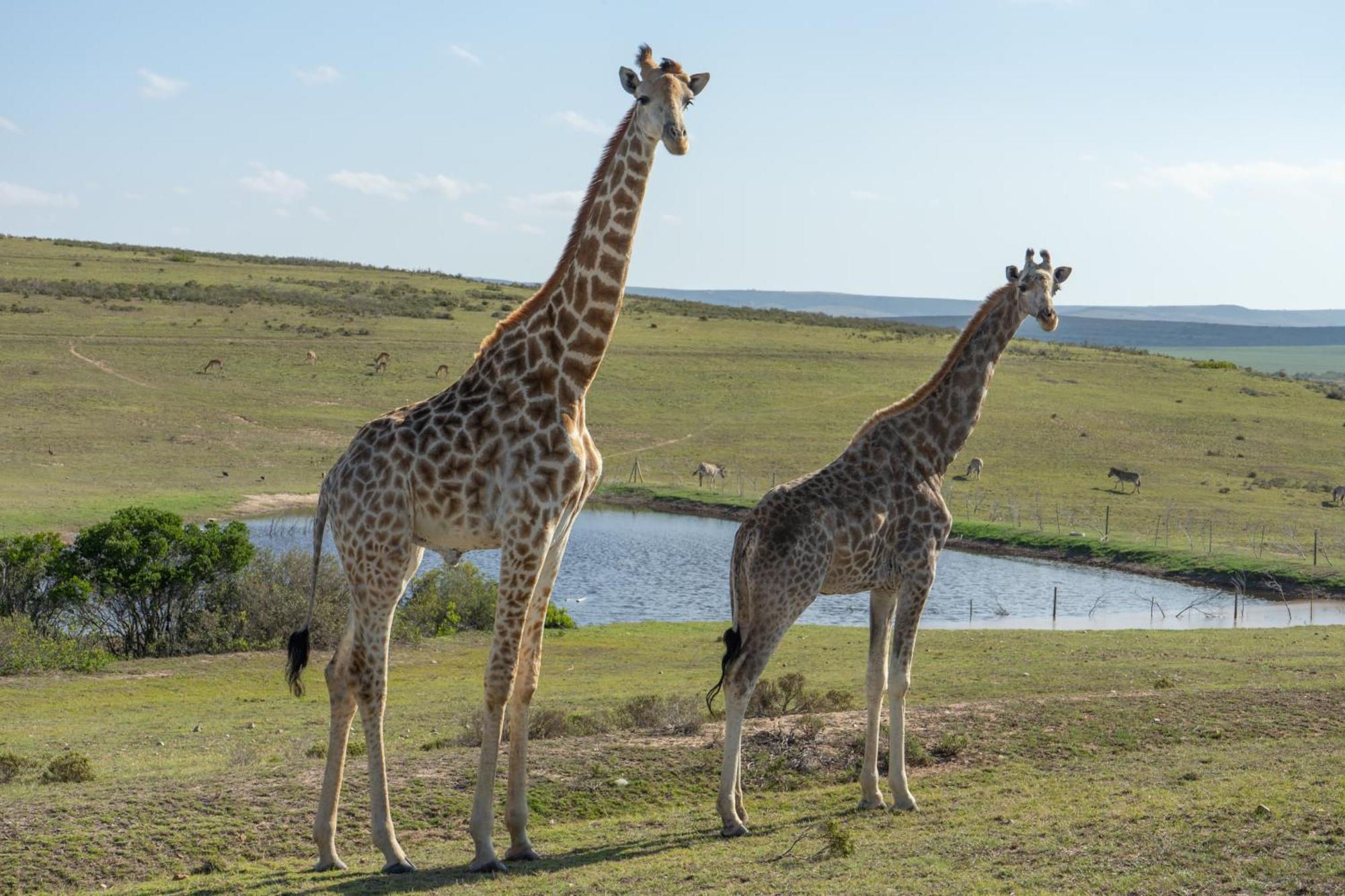 Hartenbos Private Game Lodge Екстер'єр фото