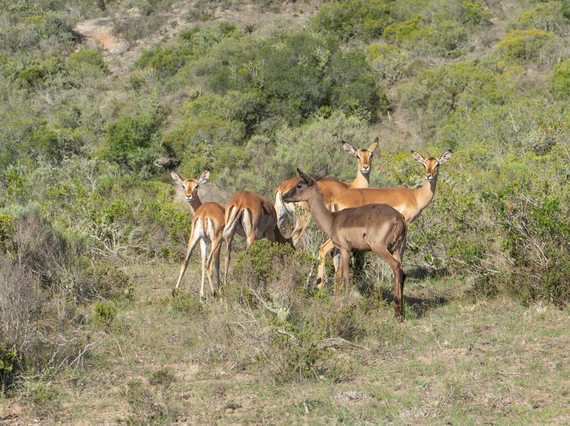 Hartenbos Private Game Lodge Екстер'єр фото