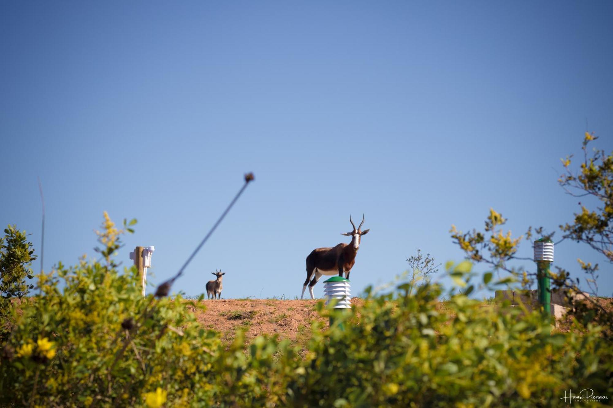 Hartenbos Private Game Lodge Екстер'єр фото