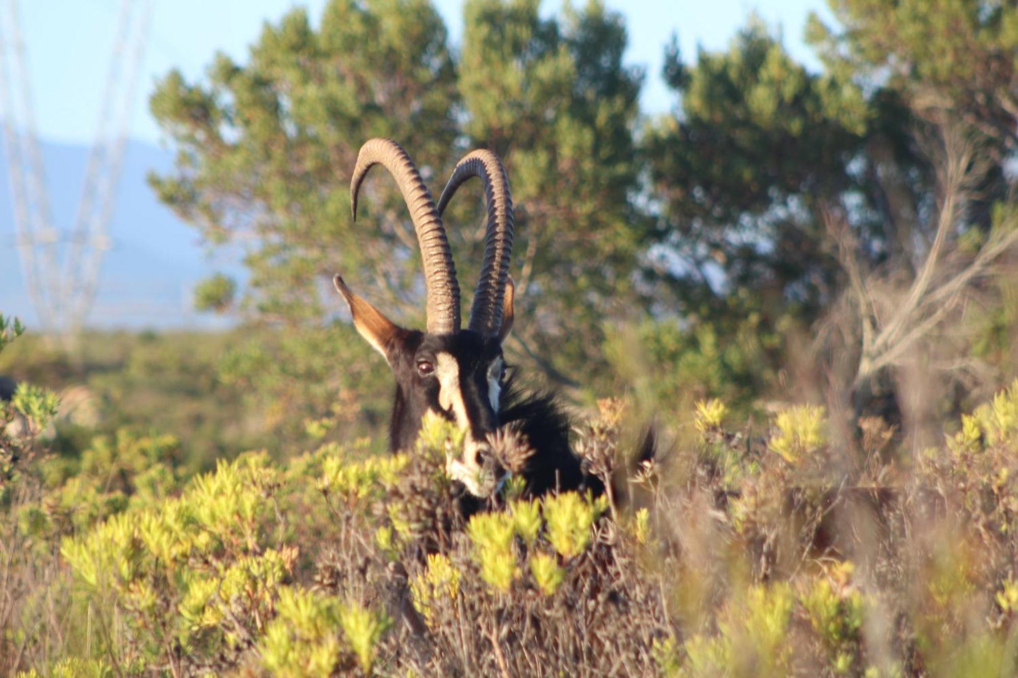 Hartenbos Private Game Lodge Екстер'єр фото