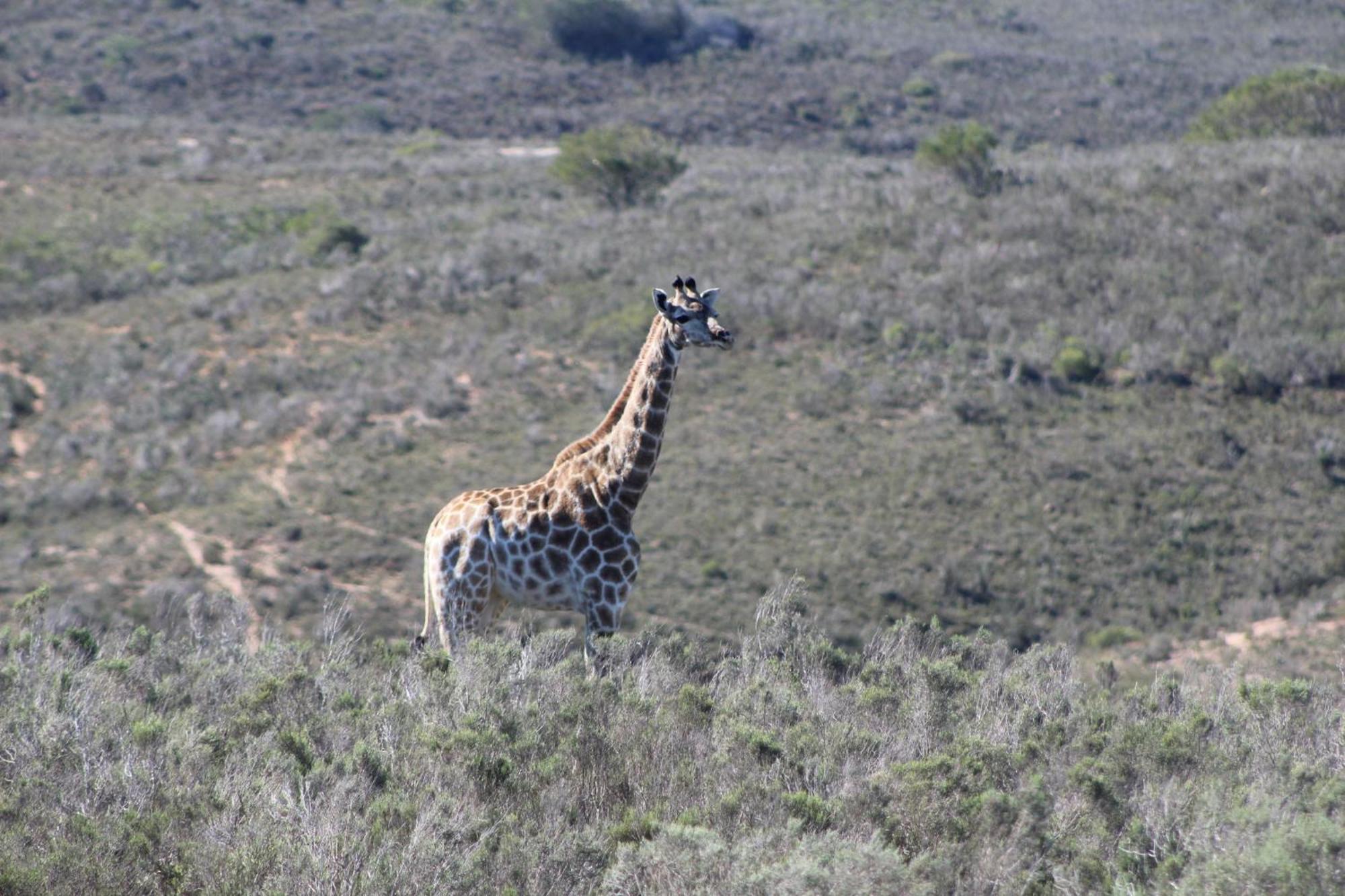Hartenbos Private Game Lodge Екстер'єр фото