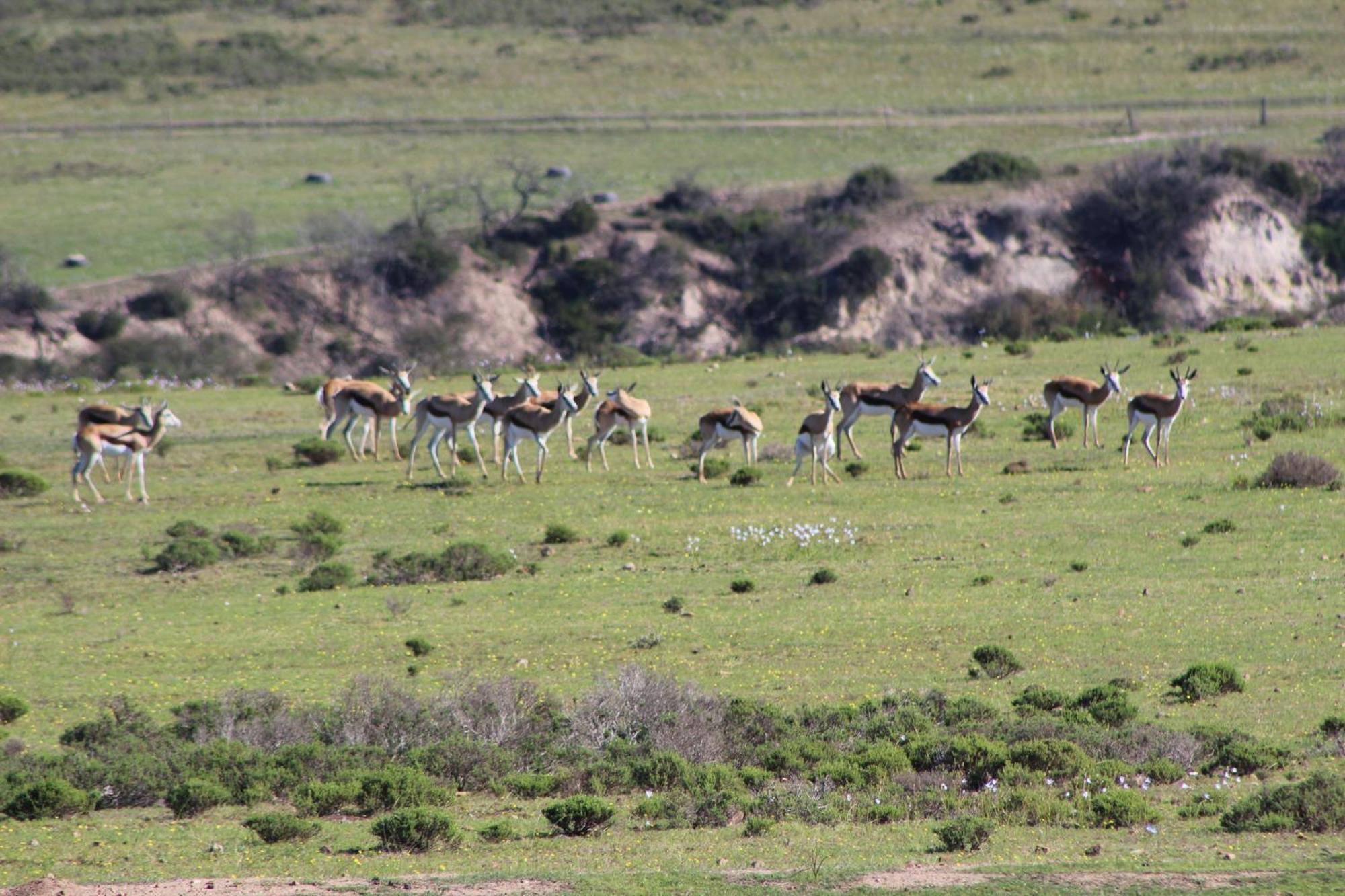 Hartenbos Private Game Lodge Екстер'єр фото